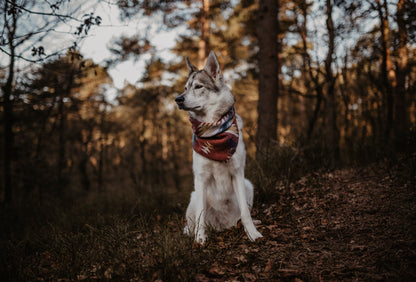 Halstuch YGGDRASIL - Bandana | Hundehalstuch | mittelschwer