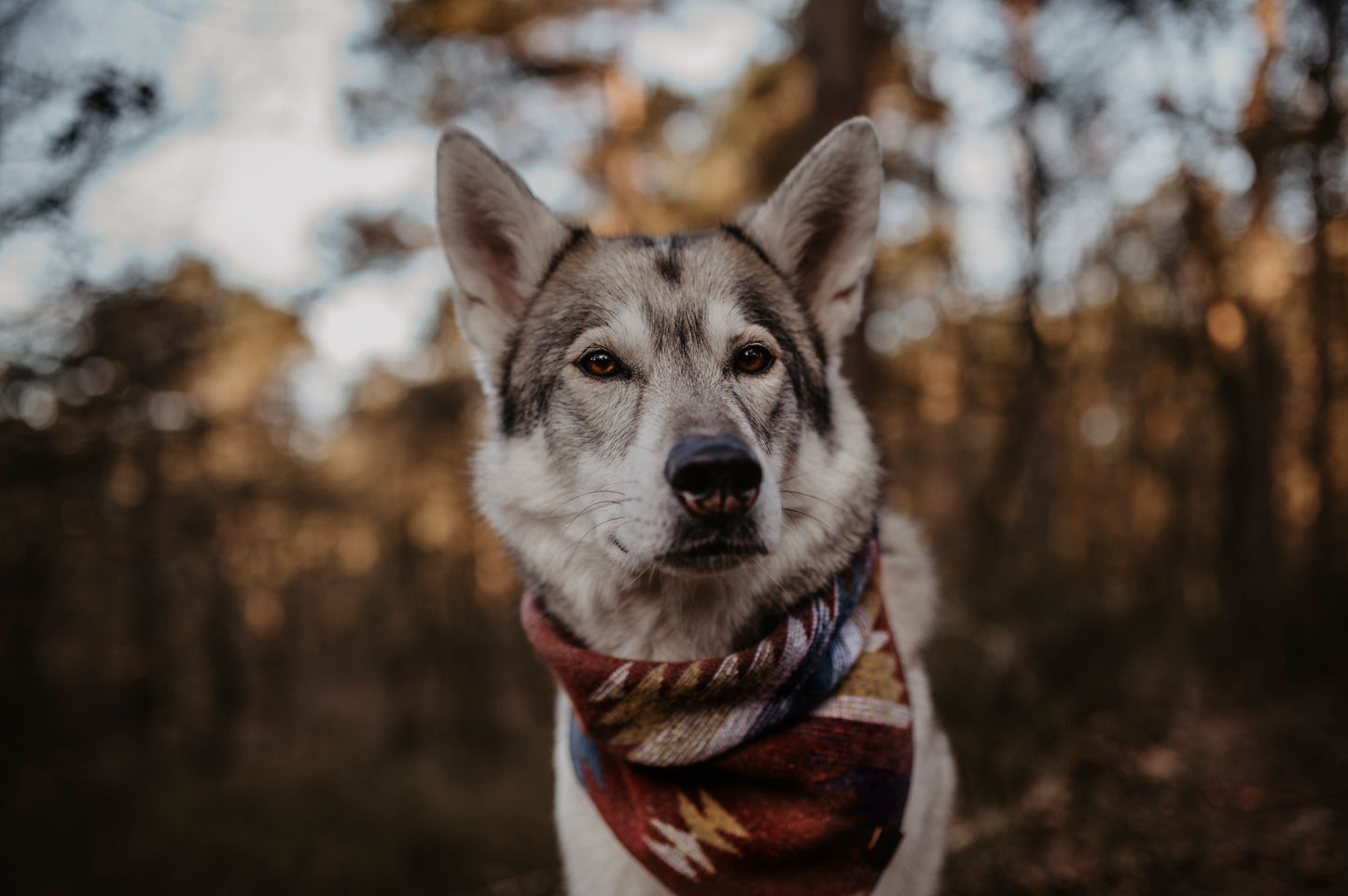 Halstuch YGGDRASIL - Bandana | Hundehalstuch | mittelschwer