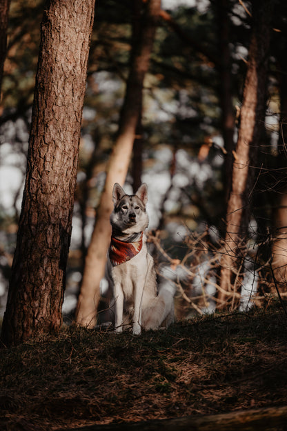 Halstuch YGGDRASIL - Bandana | Hundehalstuch | mittelschwer