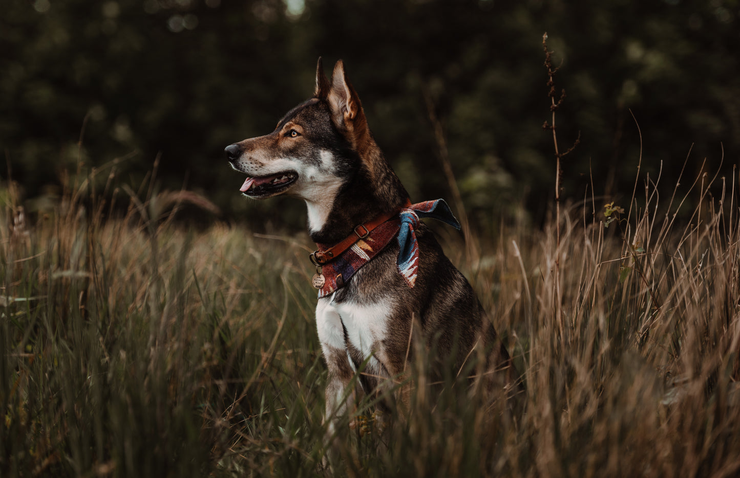 Halstuch YGGDRASIL - Bandana | Hundehalstuch | mittelschwer